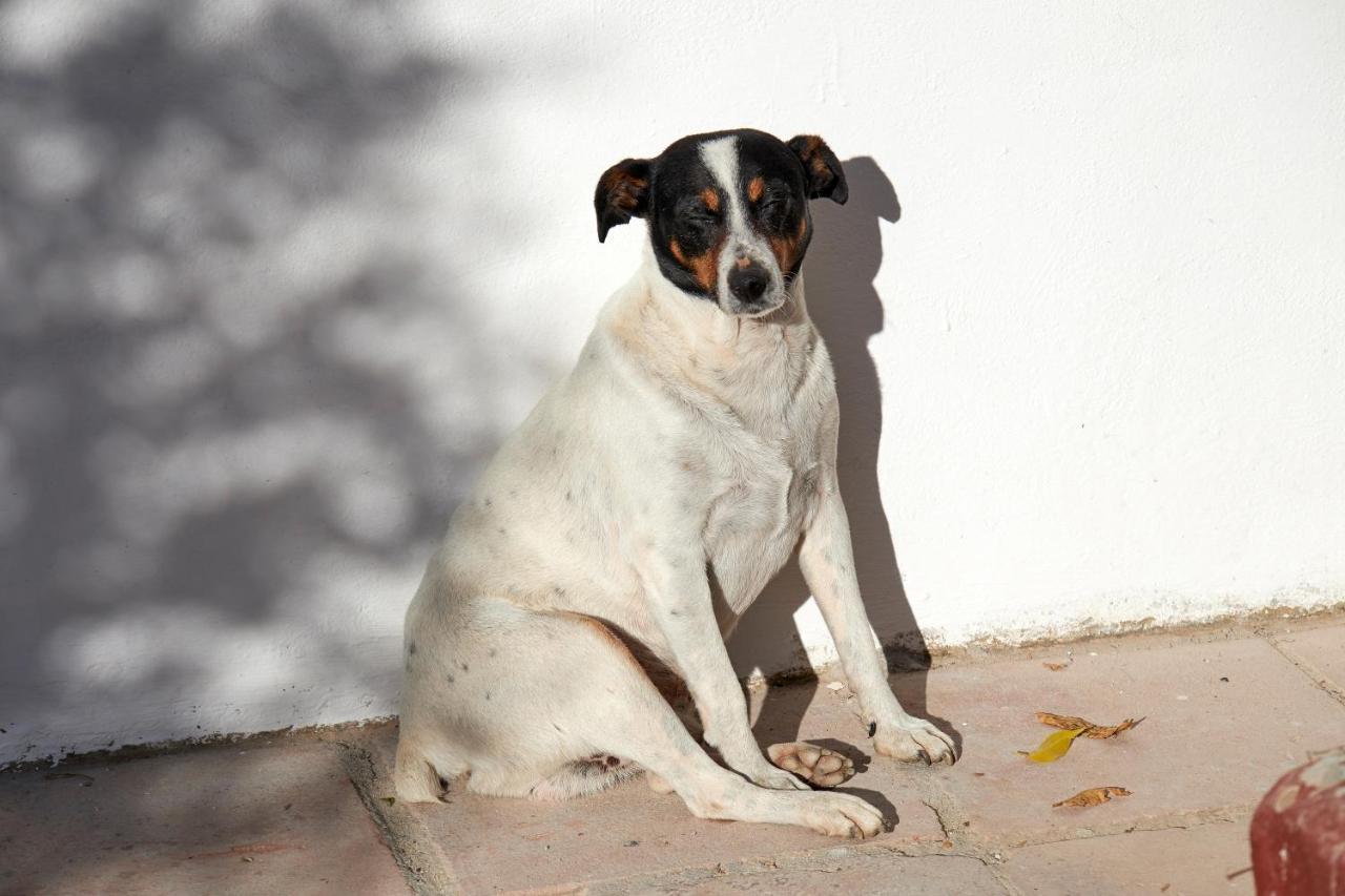 El Molino Estepona Eksteriør bilde